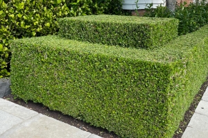 Garden scaping Auckland 