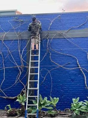 Tree Trimming services auckland