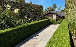 Hedge Trimming Auckland