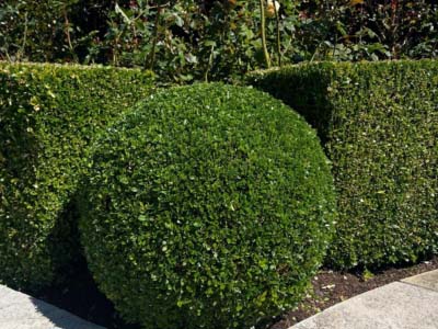 Tree Pruning Auckland