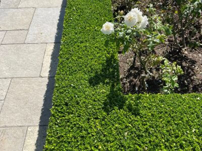 professional lawn care auckland