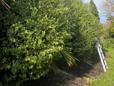 Professional Hedge Trimming Auckland