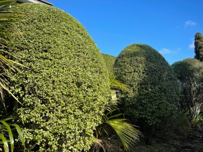 Hedge cutting services Auckland