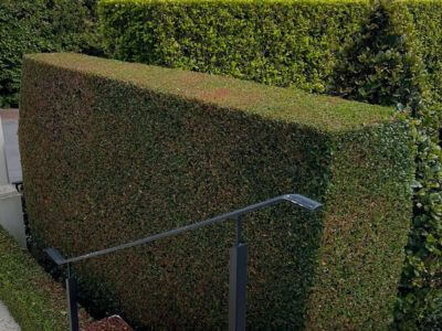 lawn and garden maintenance auckland