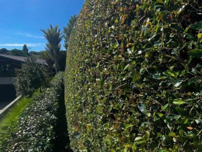 Outdoor Maintenance Auckland