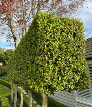 Garden cleaning services Auckland