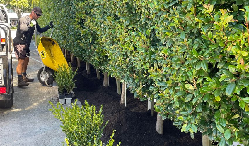 Landscape planting Auckland