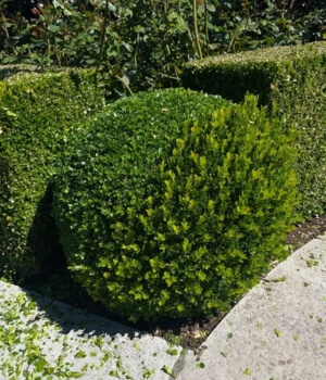 lawn and garden maintenance auckland