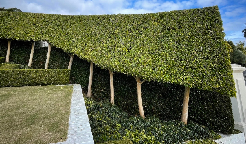 Garden shaping Auckland
