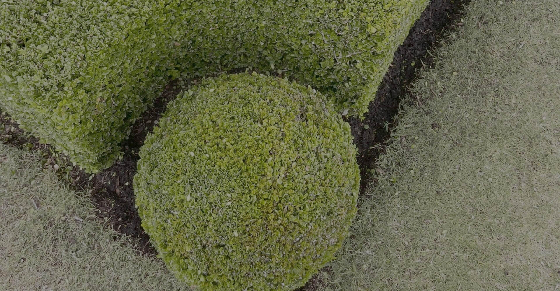 Auckland Lawn Mowing Services